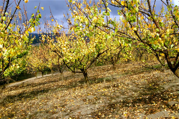 Golden leaves blanket the ground beneath the apricot trees