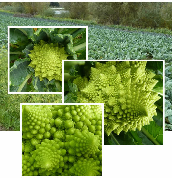 Beautiful chartreuse fractals of Romanesco Cauliflower